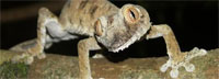 Madagascar: Information on a country rich with culture and biodiversity.